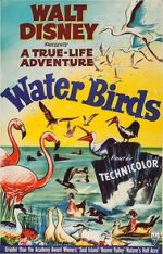 Watch Water Birds (Short 1952) Myflixer