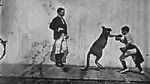 Watch The Boxing Kangaroo (Short 1896) Myflixer