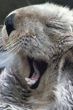 Watch Sea Otters - A Million Dollar Baby Myflixer