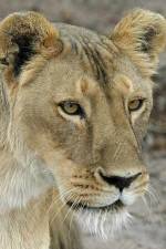 Watch Last Lioness: National Geographic Myflixer