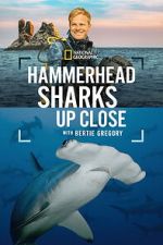 Watch Hammerhead Sharks Up Close with Bertie Gregory Myflixer