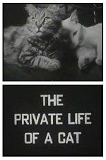 Watch The Private Life of a Cat Myflixer