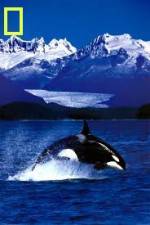 Watch National Geographic Killer Whales Of The Fjord Myflixer