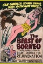 Watch The Beast of Borneo Myflixer
