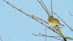 Watch Attenborough\'s Wonder of Song (TV Special 2022) Myflixer