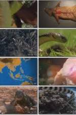 Watch National Geographic Wild : Deadliest Animals Asia Pacific Myflixer