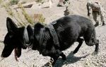 Watch SEAL Dog Myflixer