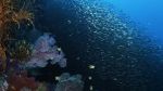 Watch Wild Window: Bejeweled Fishes Myflixer