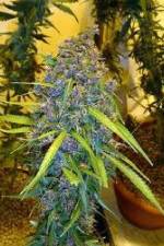 Watch Marijuana: It’s Time for a Conversation Myflixer