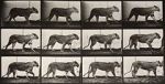 Watch Lioness Walking Myflixer