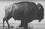 Watch Buffalo Running Myflixer