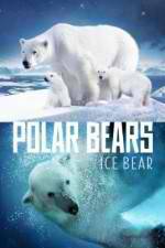 Watch Polar Bears Ice Bear Myflixer