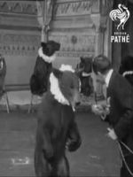 Watch Trained Bears Myflixer