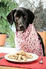 Watch The Truth About Your Dogs Food Myflixer