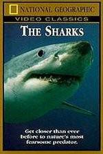 Watch National Geographic The Sharks Myflixer