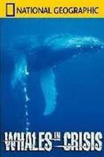 Watch National Geographic: Whales in Crisis Myflixer