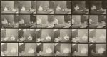 Watch Chickens Scared by Torpedo Myflixer