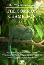 Watch Our Wonderful Nature - The Common Chameleon Myflixer
