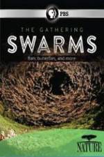 Watch Nature The Gathering Swarms Myflixer