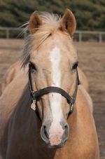 Watch Mr. Ed Myflixer