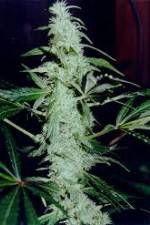 Watch Cannabis Whats The Harm Part 2 Myflixer