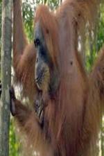 Watch Refugees Of The Lost Rainforest Myflixer