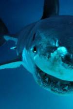 Watch National Geographic. Shark attacks investigated Myflixer