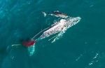 Watch Shark vs. Whale Myflixer
