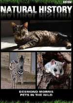 Watch Pets in the Wild Myflixer