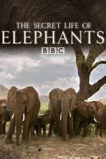 Watch The Secret Life of Elephants Myflixer