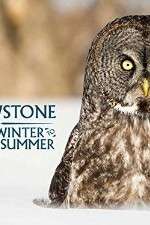 Watch Yellowstone Wildest Winter to Blazing Summer Myflixer