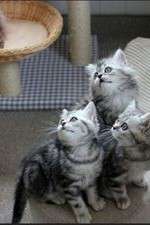 Watch The Secret Life of Kittens Myflixer
