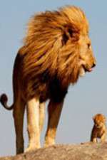 Watch Lions On The Move Myflixer