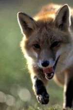 Watch Fox Wars Myflixer