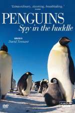 Watch Penguins Spy In The Huddle Myflixer