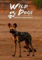 Watch Wild Dogs: Running with the Pack Myflixer