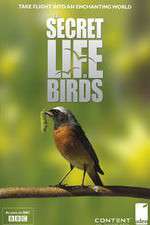 Watch Iolo's Secret Life of Birds Myflixer