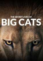 Watch The Secret Lives of Big Cats Myflixer