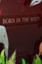 Watch Born In The Wild Myflixer