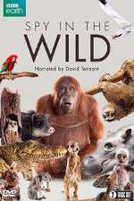 Watch Spy in the Wild Myflixer