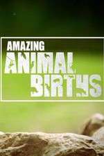 Watch Amazing Animal Births Myflixer