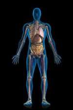 Watch Inside The Human Body Myflixer