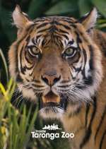Watch Inside Taronga Zoo Myflixer